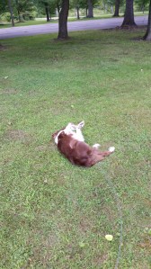 joy rolling around buhl