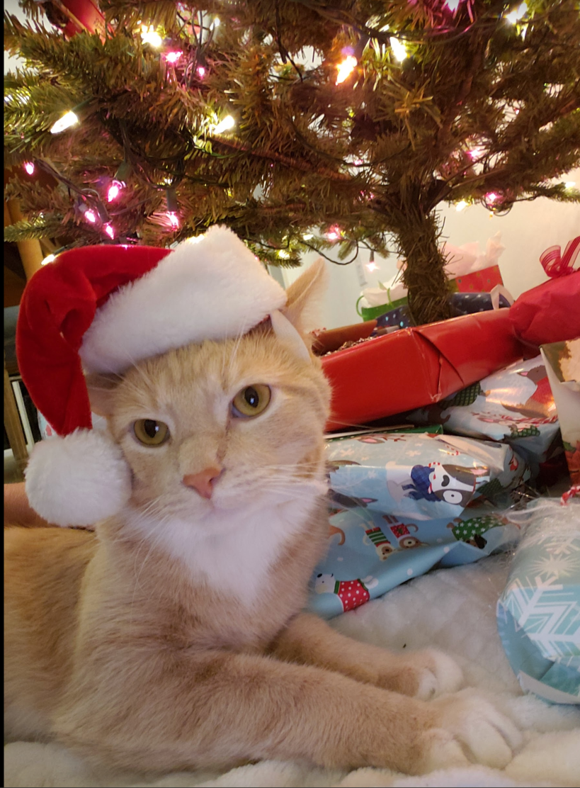 Screen Shot 2018-12-21 at 8.28.15 PM.png